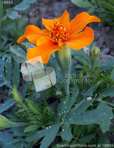 Image of marigold