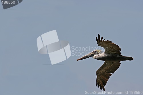 Image of the ecuadorian pelican