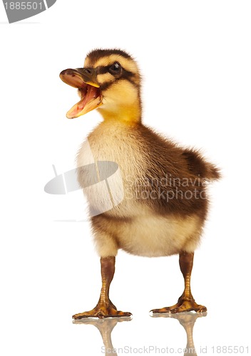 Image of Domestic duckling