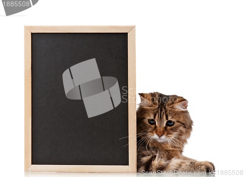 Image of Cat with blackboard