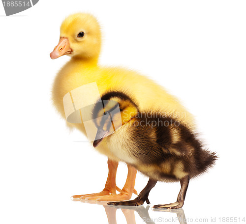 Image of Domestic duckling and gosling