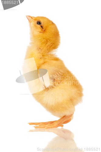 Image of Little chicken