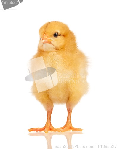 Image of Little chicken