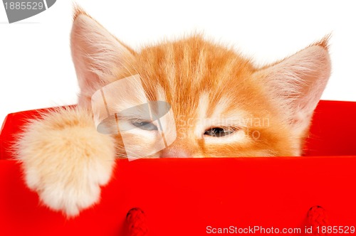 Image of Red kitten