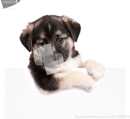 Image of Puppy with paper