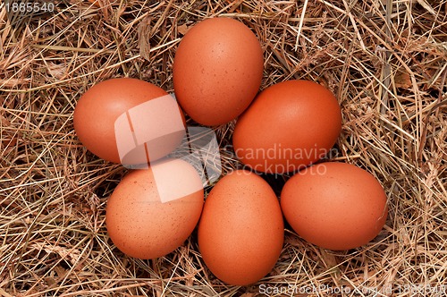 Image of Eggs in nest