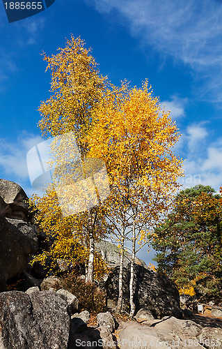 Image of Birch Trees