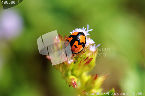 Image of Ladybird on flower facing downward
