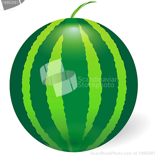 Image of water melon