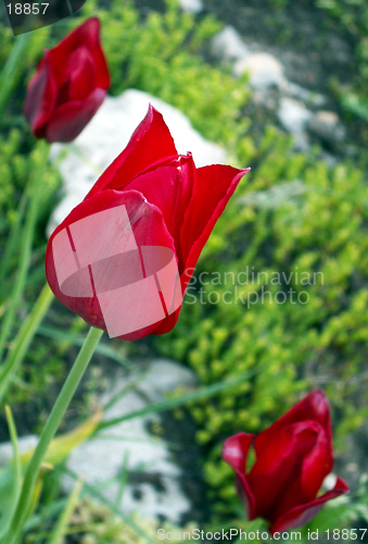 Image of tulips