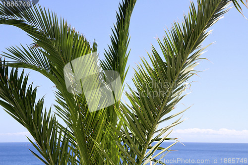 Image of palm tree