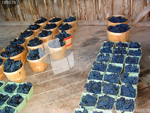 Image of Grape Harvest