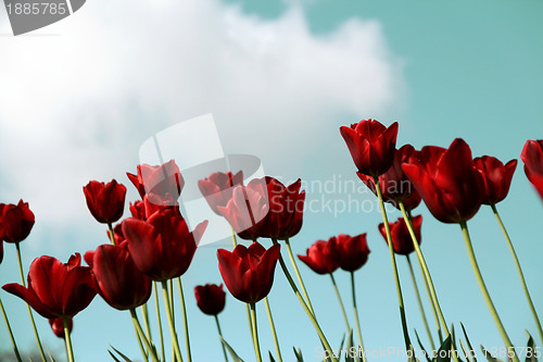 Image of red tulips field on a blue sky