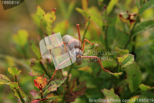 Image of grasshopper ephippiger