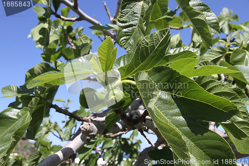 Image of fig tree detail