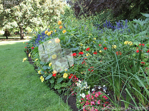 Image of Flowers