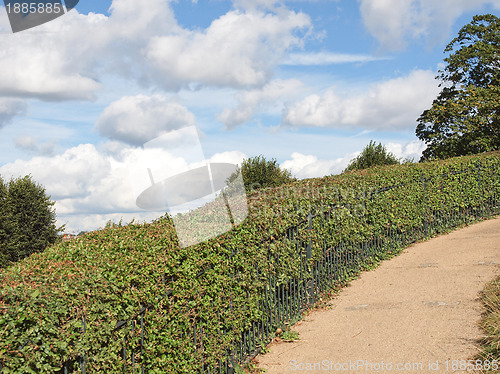 Image of Hill hedge