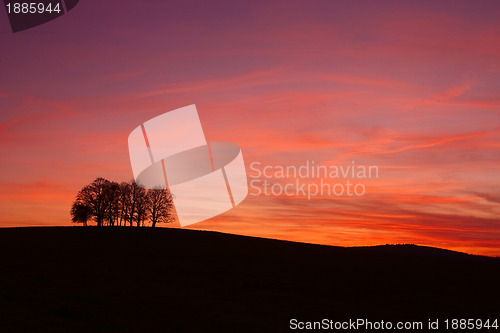 Image of Lonely trees