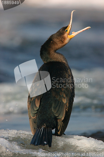 Image of Cormorant