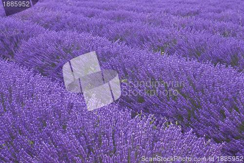 Image of Lavender fields