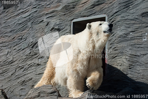 Image of Old Polar Bear