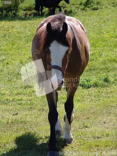 Image of Horse