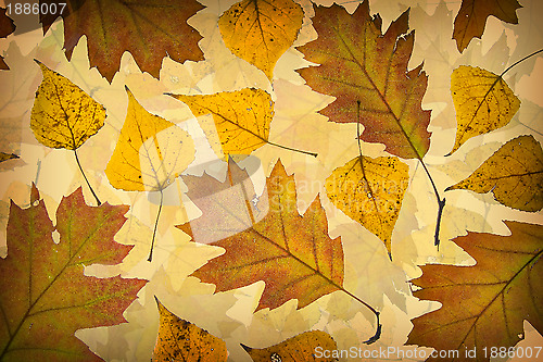 Image of Autumn leaves background