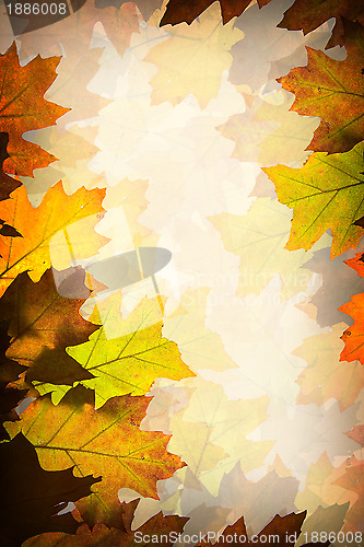 Image of Autumn leaves background