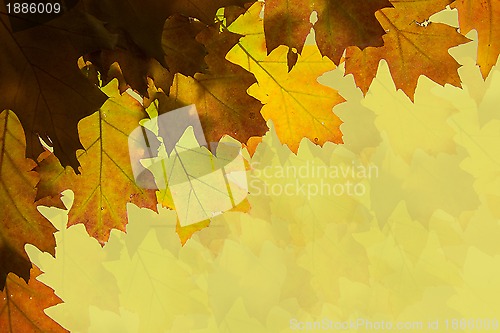 Image of Autumn leaves background