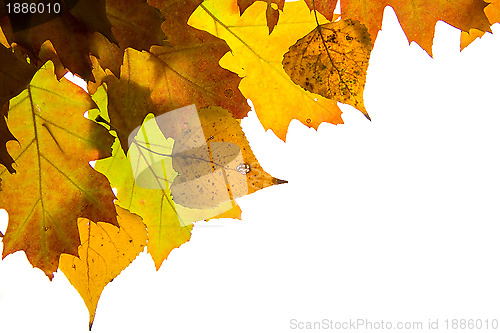 Image of Autumn leaves background