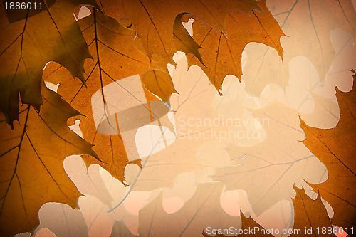 Image of Autumn leaves background