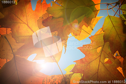 Image of Autumn leaves background