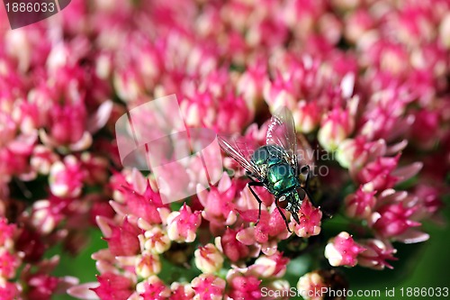 Image of Greenbottle fly on Sedum Flowers