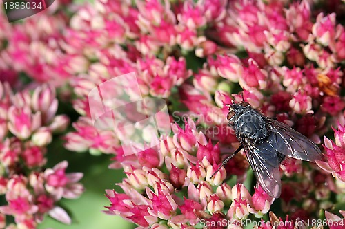 Image of Red-eyed Fly on Pink Sedum Flowers