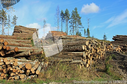 Image of Logging in Autumn Forest