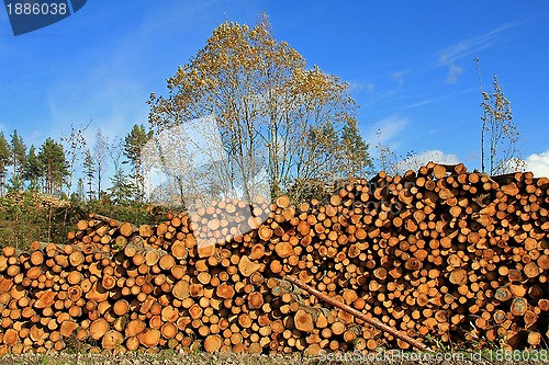 Image of Large Pile of Wooden Logs