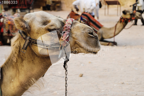 Image of Camels