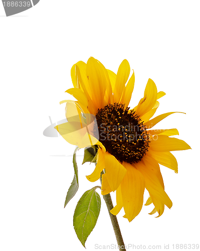 Image of Sunflower