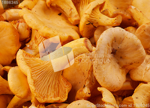 Image of Raw Chanterelles
