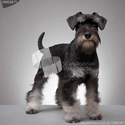 Image of  Miniature Schnauzer 5 months old