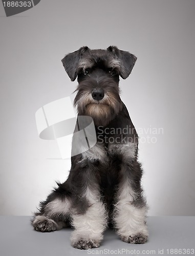 Image of five month old miniature schnauzer puppy