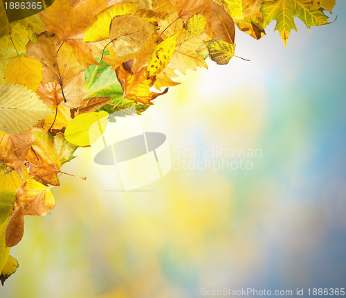 Image of Border of autumn leaves