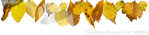 Image of Border of autumn leaves