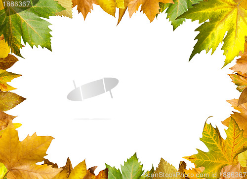 Image of Border of autumn leaves