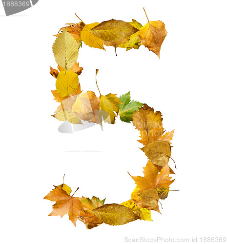 Image of Number five made of autumn leaves.