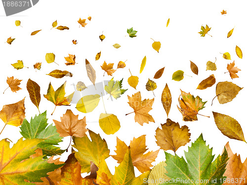 Image of Border of autumn leaves