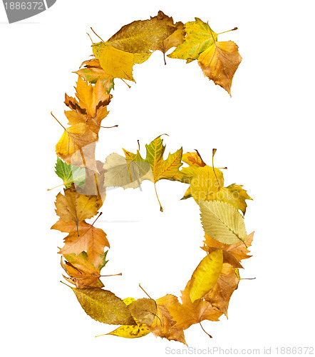 Image of Number six made of autumn leaves.