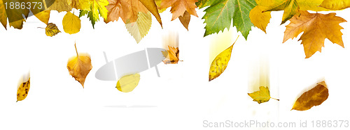 Image of Border of autumn leaves