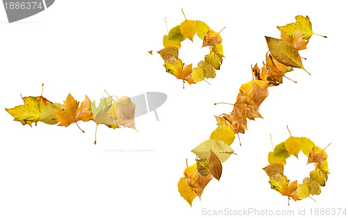 Image of Autumn leaves