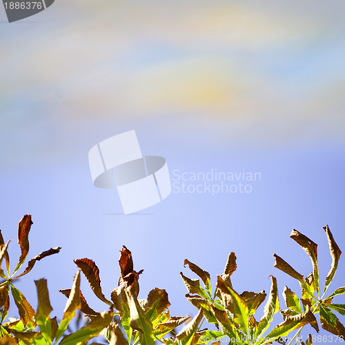 Image of Natural background with autumn leaves